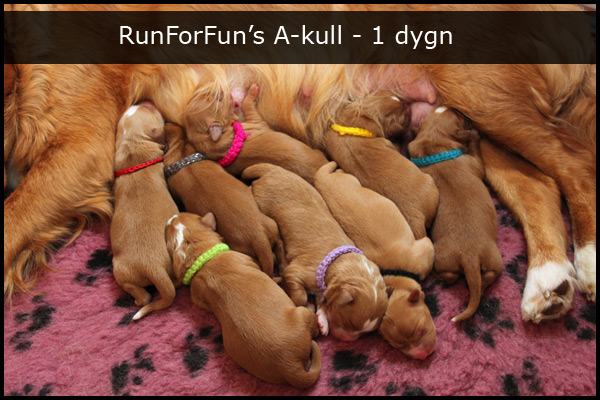 RunForFun's A-kull