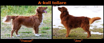 A-kull tollare parents